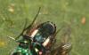Chrysis inaequalis